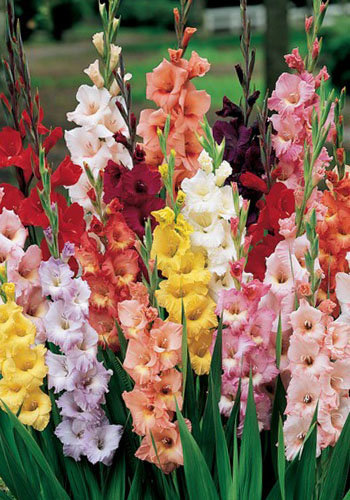 Яндекс.ДиректСуперновинки! ЛуковицыгладиолусовНевероятно красивые сорта: крупноцветковые, яркие. Создайте шикарную клумбу с БеккерГладиолус Солнечный коктейль...Все лучшее – разом! Самые сочные окраски нарядных со... Купить за 119 руб.