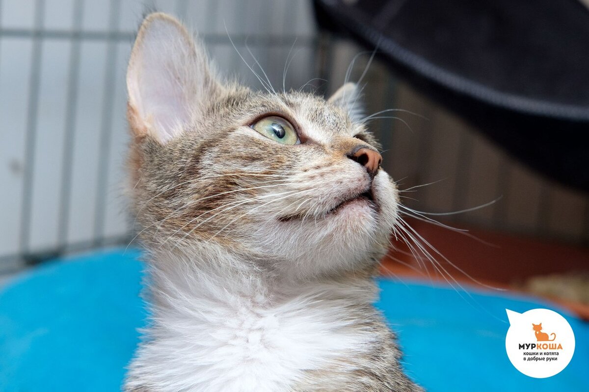 В приюте "Муркоша" Рикки сразу показал свою  благодарность человеку. 