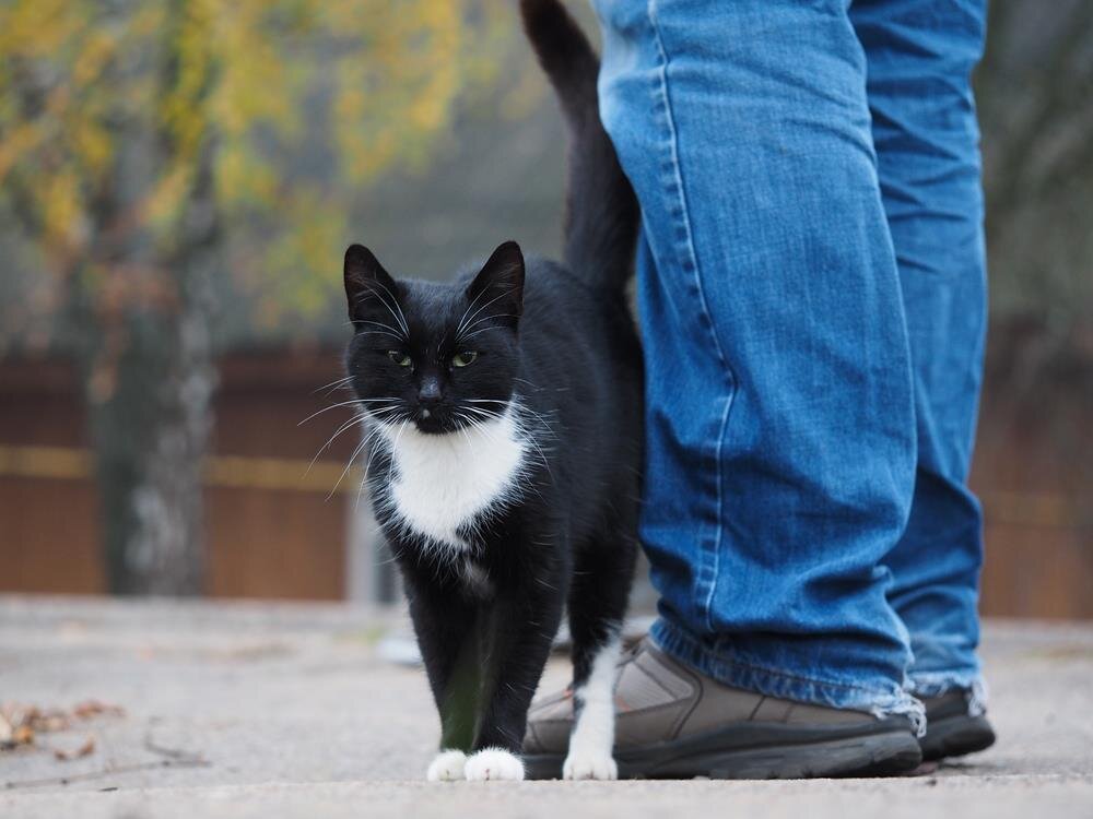 10 способов проявления кошачьей любви к вам