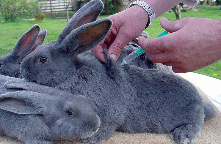 Прививки кроликам: основные прививки и их время