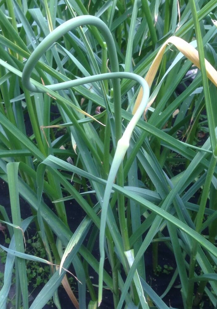 чесночная стрелка