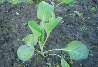 Также мелкие, быстро зацветающие головки цветная капуста дает при высокой температуре воздуха. Оптимальная температура для роста головок – 15–17°. Поэтому лучше избегать выращива- ния цветной капусты в жаркий период. Немного снизить влияние высокой температуры можно при выращивании капусты в междурядье молодого сада.