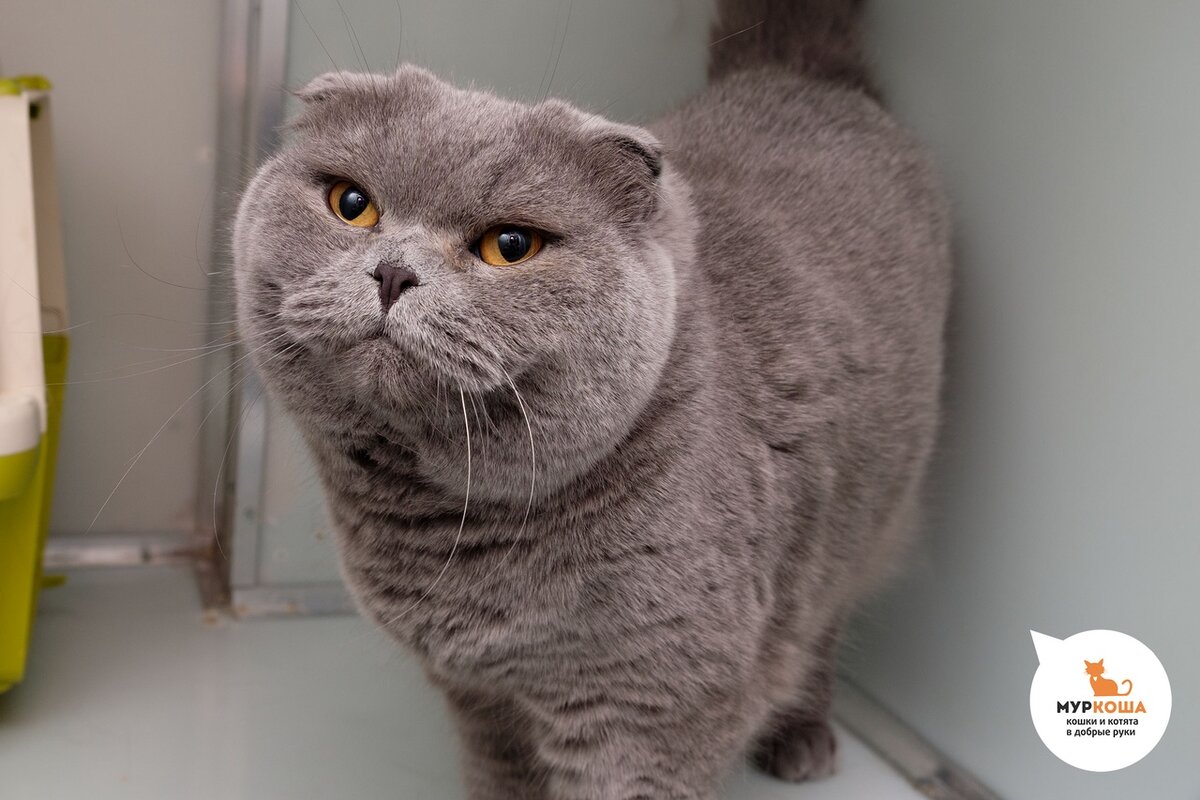 Кошка Этель