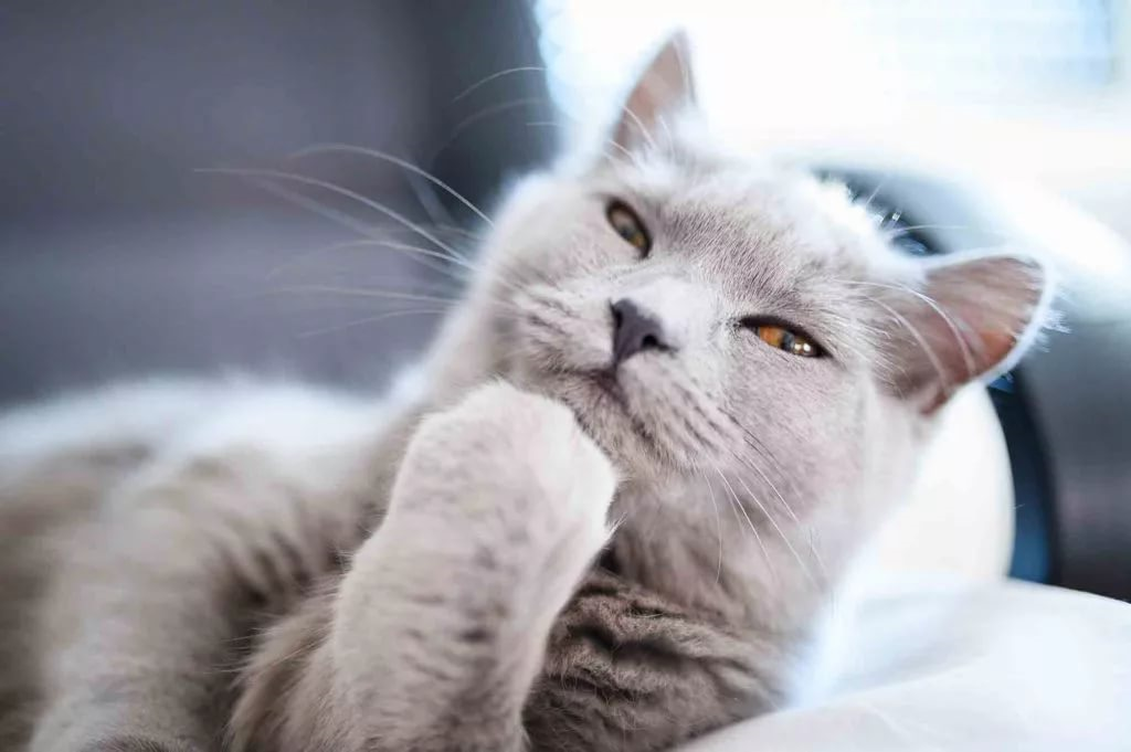 Что кошки думают о нас?