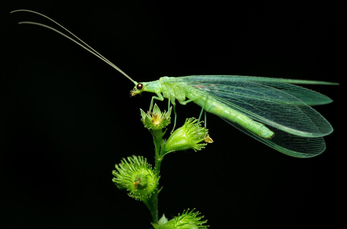 Златокрылка насекомое фото