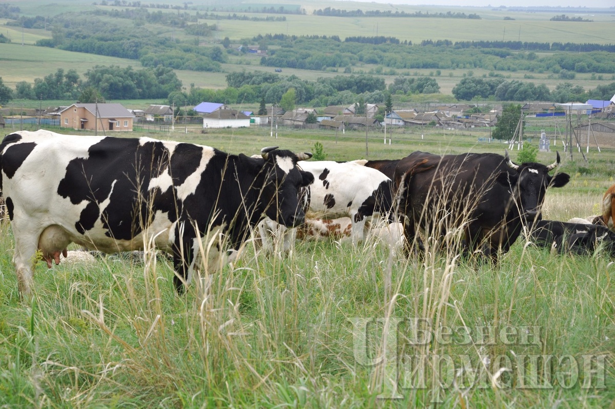 В Нижнекармалкинском и Шешминском сельских поселениях, к сожалению, нет ни одной мини-фермы.