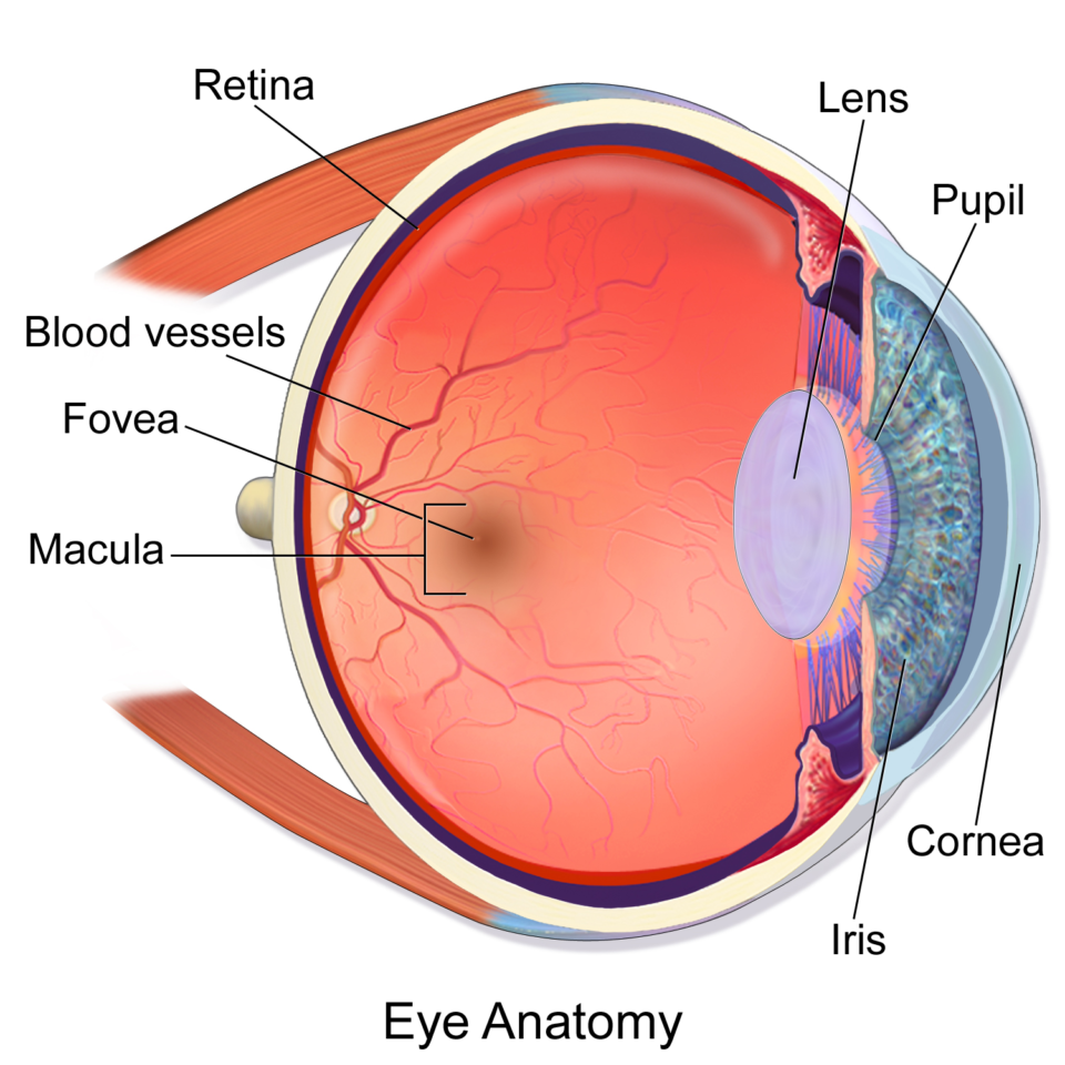 Строение желтого пятна глаза. Анатомия глаза макула. Строение сетчатки макула. Отслойка сетчатки зрение. Отслойка сетчатки ретинальный разрыв.