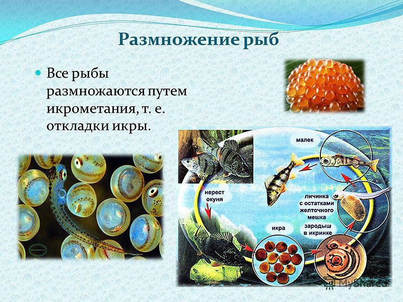 Как выглядит размножение рыб