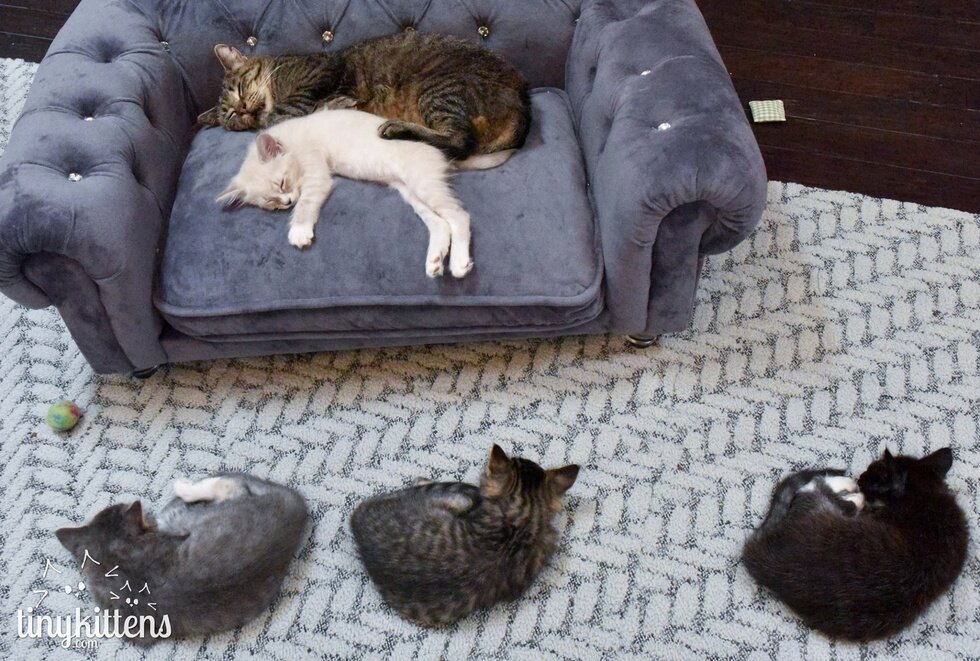 Кот неожиданно. Кот неожиданно. Гигантский кот. Кот спит в странной позе. Коты на перилах.