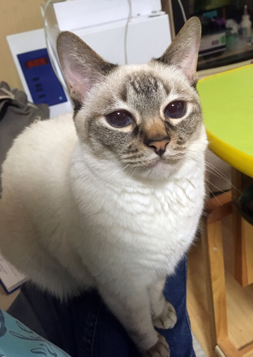 Тайская кошка - моя щекастая красавица