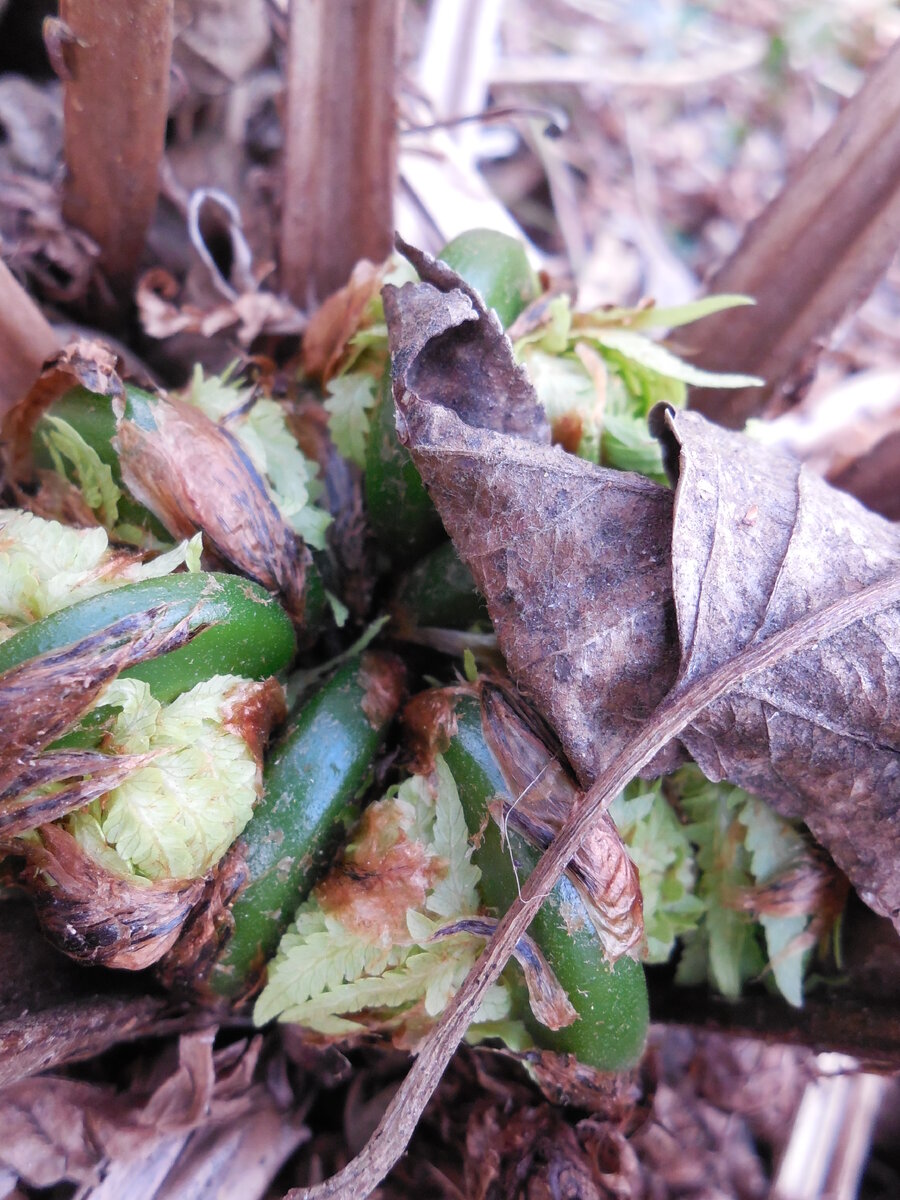 Такие побеги собирать рановато, еще пара дней... Хотя если очень хочется и боитесь, что перерастут, режьте!