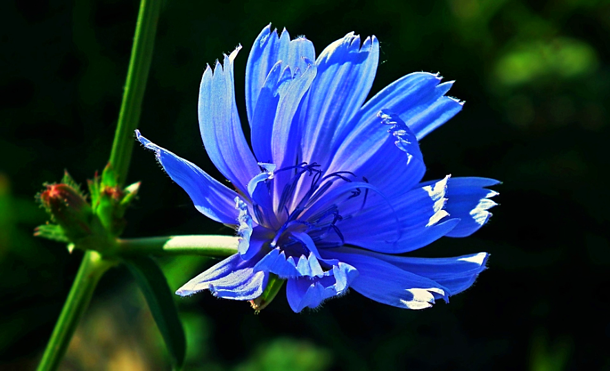 Цветок цикория