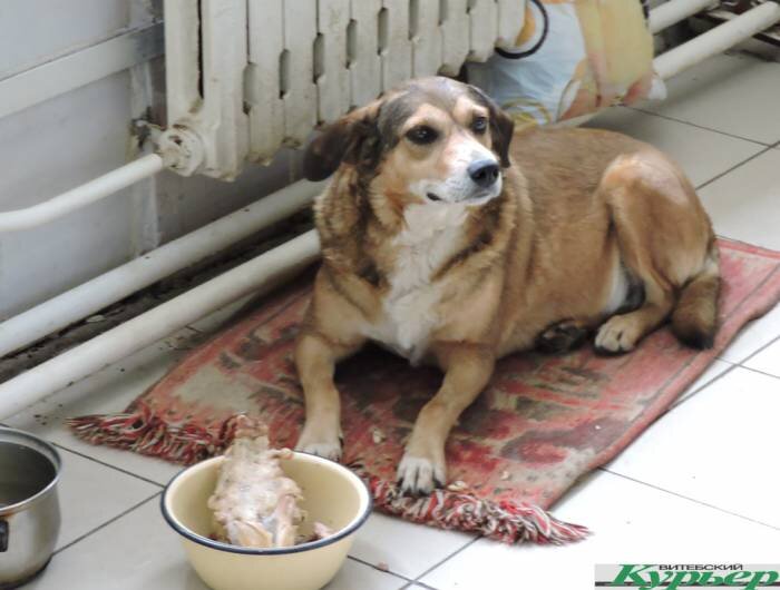 Что может быть лучше места на кухне витебского приюта. Фото Саши Май