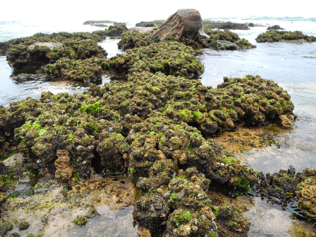 Колония этих животных на берегу абсолютно незаметна и кажется простыми скалами