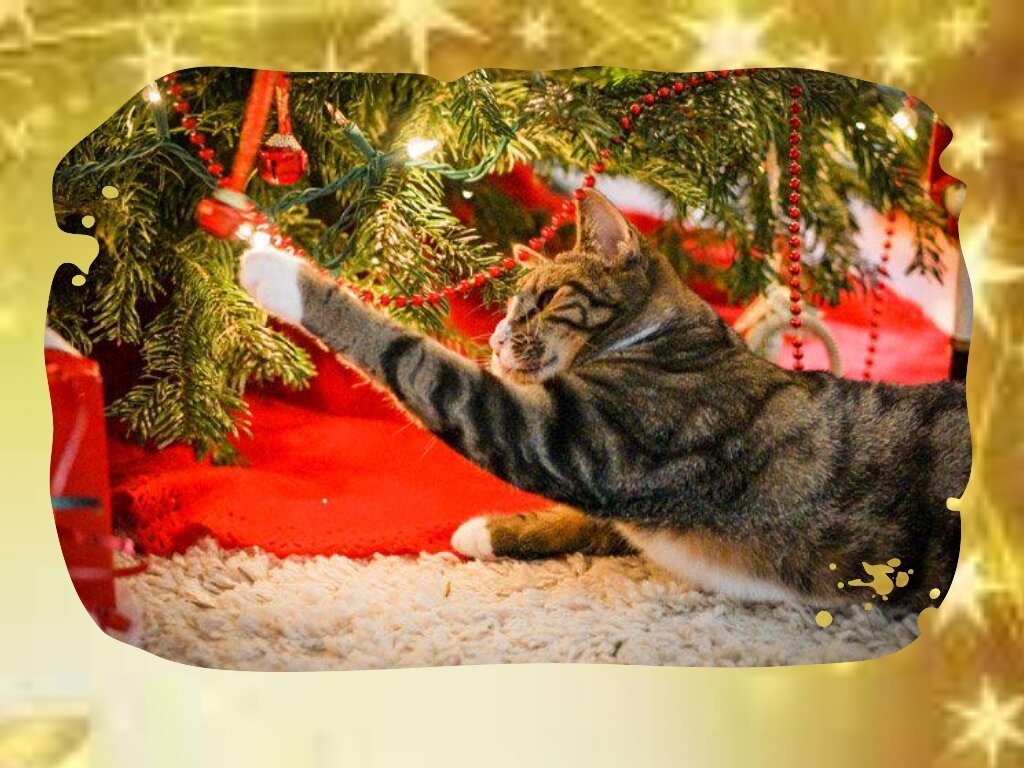 Кошка под новогодней ёлкой