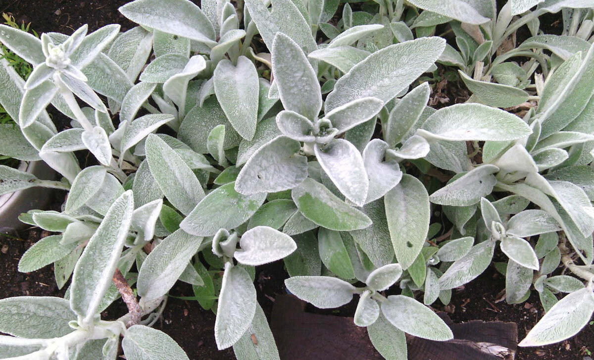 Высота 10-20 см, цветет с июня по август.