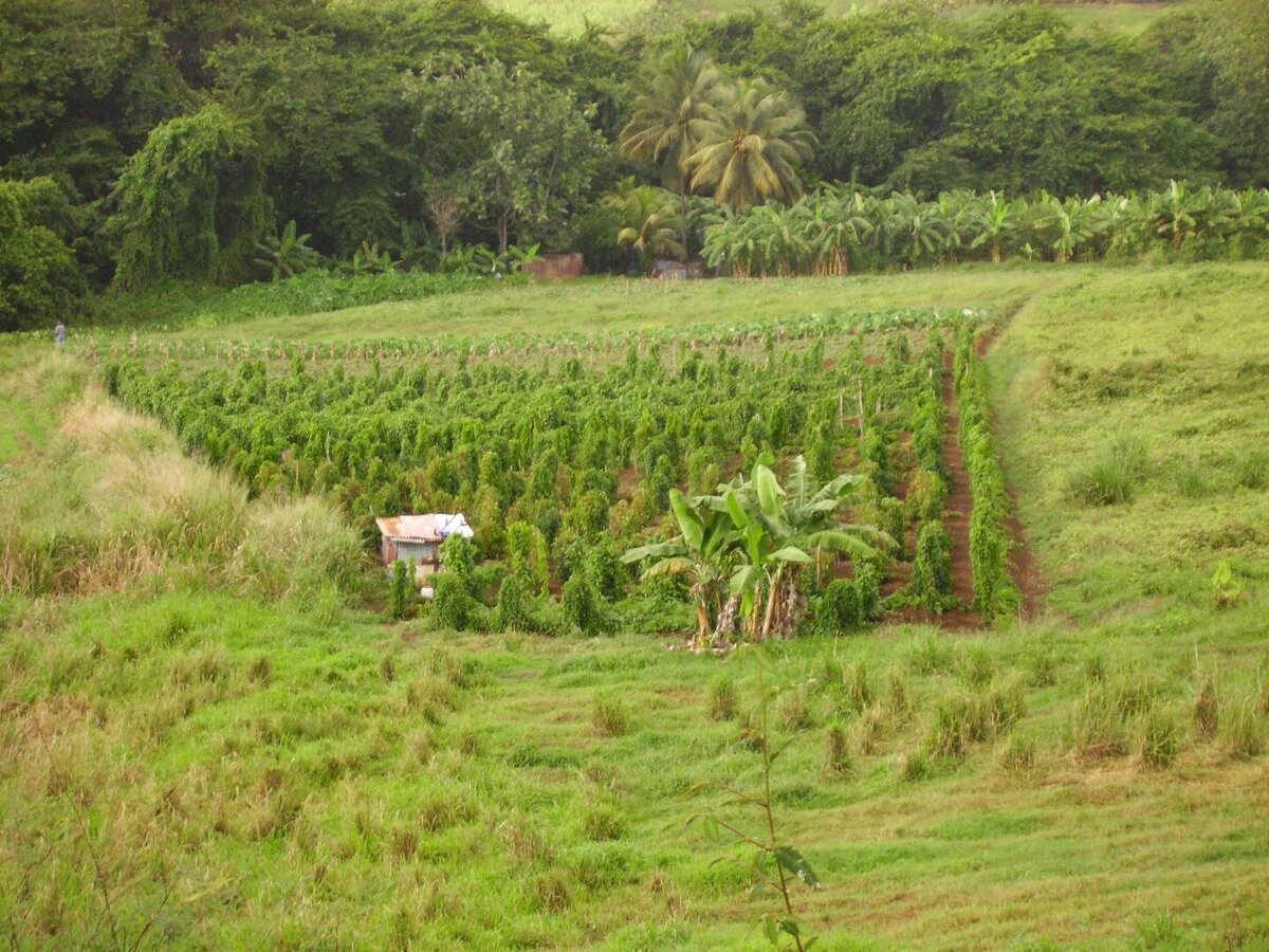 Фото: D. Filloux, Cirad
