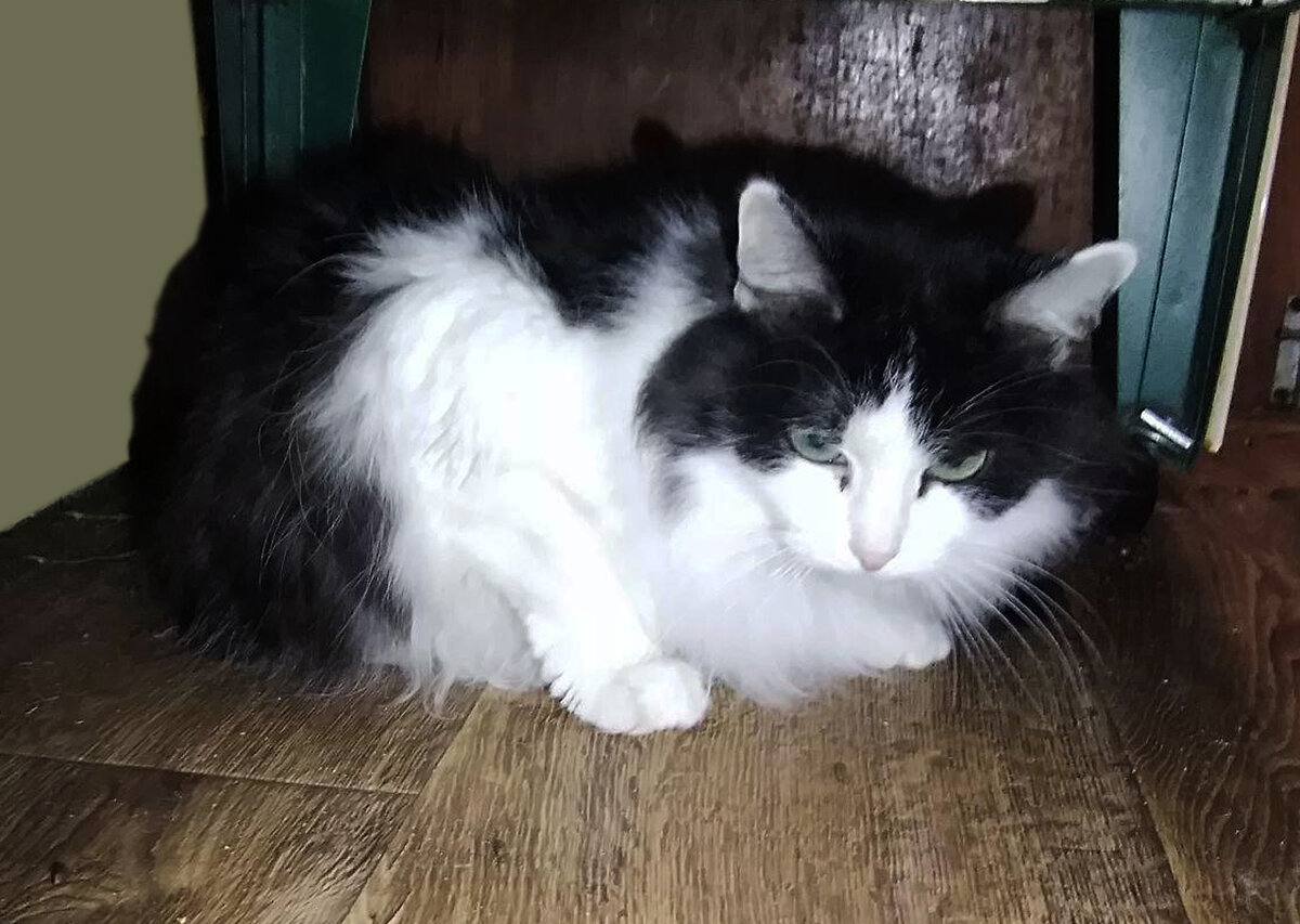 Кеша. Он не любит фотографироваться.