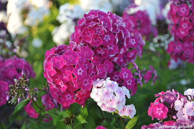 Флокс Краса России