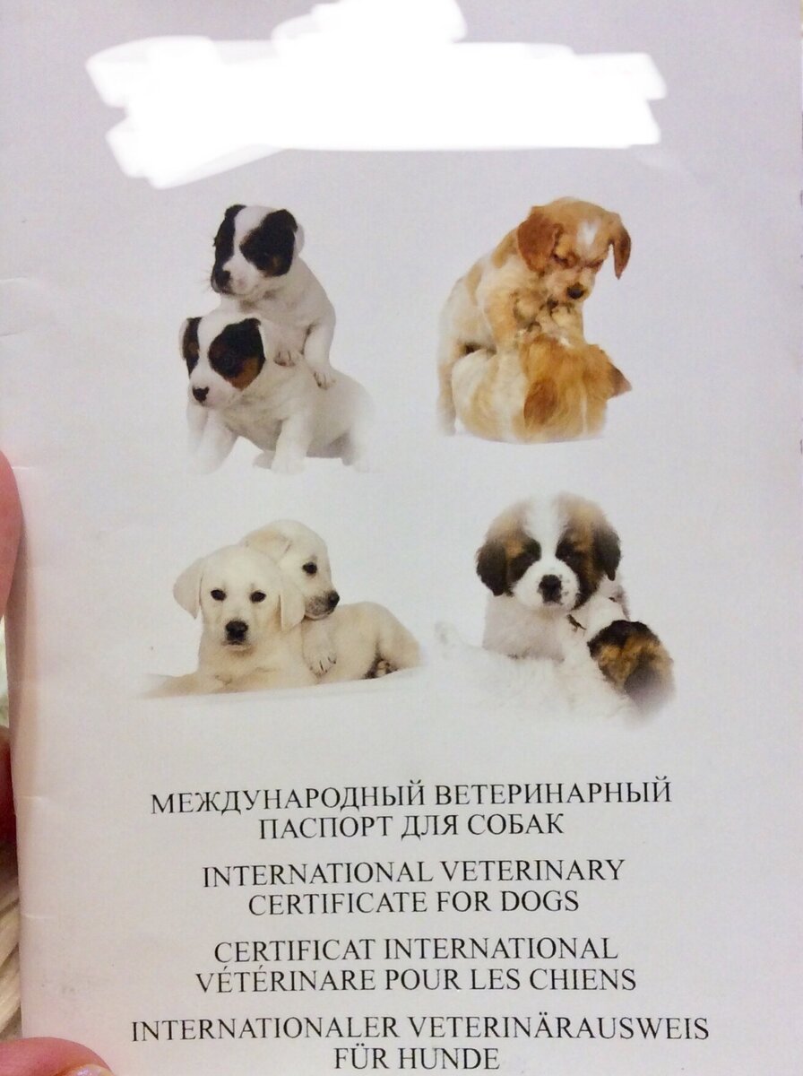 Вот так выглядит обложка ветеринарно паспорта Майка. Она может быть разной 