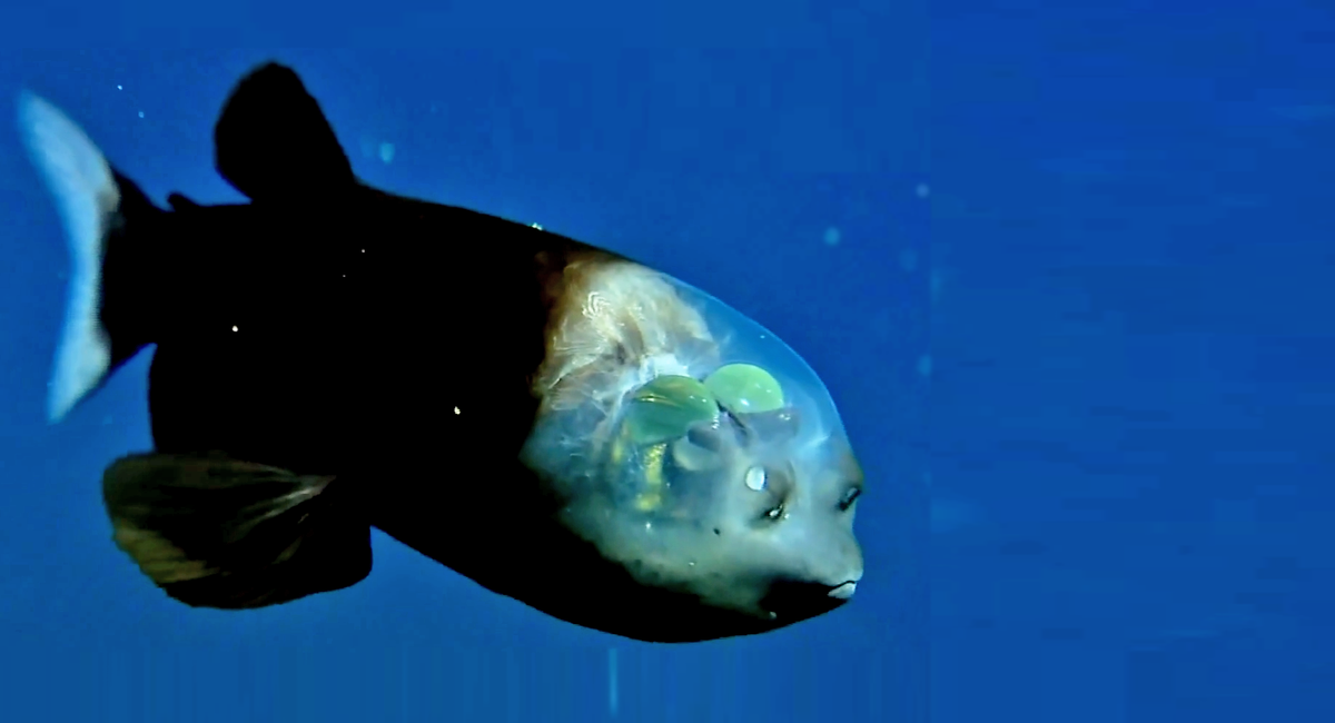 Ну разве она не прекрасна? Зелёные шарики —  это не мозги, читайте ниже, что это :)