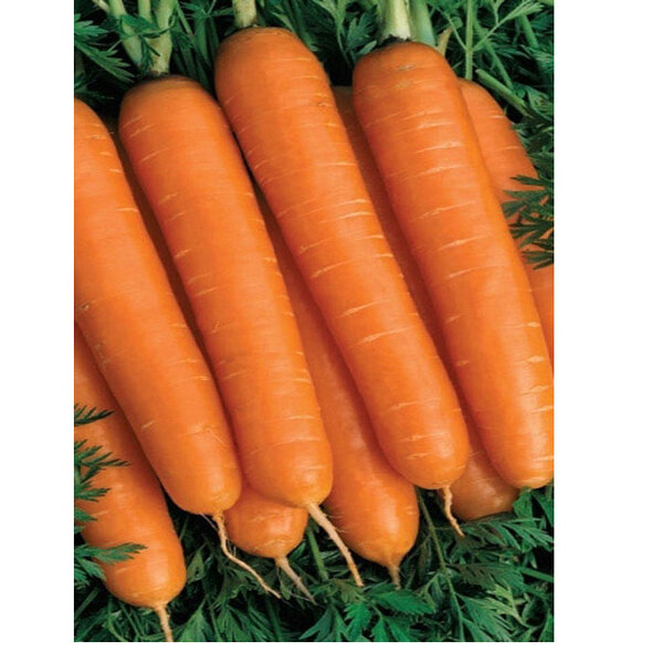 5 самых сладких сортов моркови