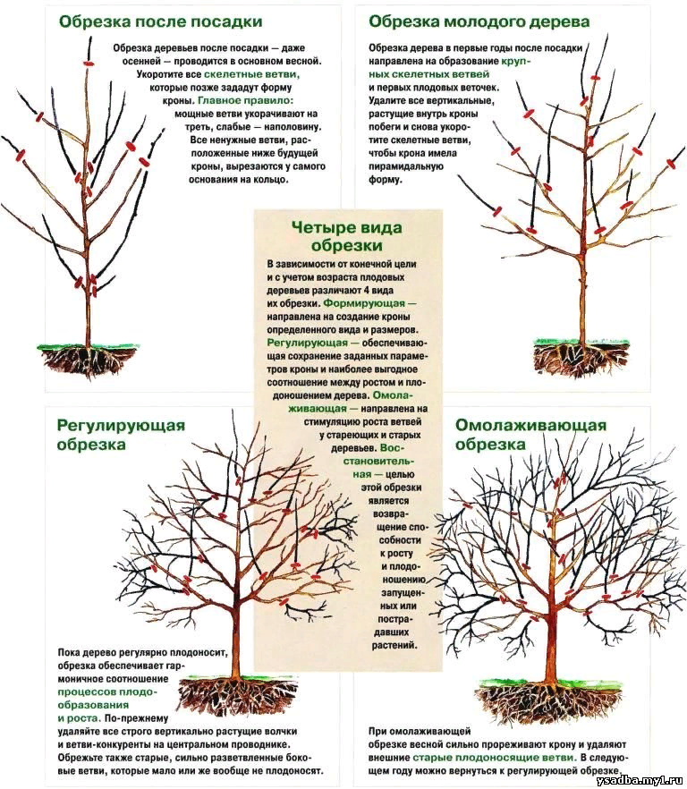 Обрезать. Общая схема обрезки плодовых деревьев. Схема обрезки плодовых деревьев весной. Схемы весенней обрезки плодовых деревьев. Правильная обрезка плодовых деревьев сроки.