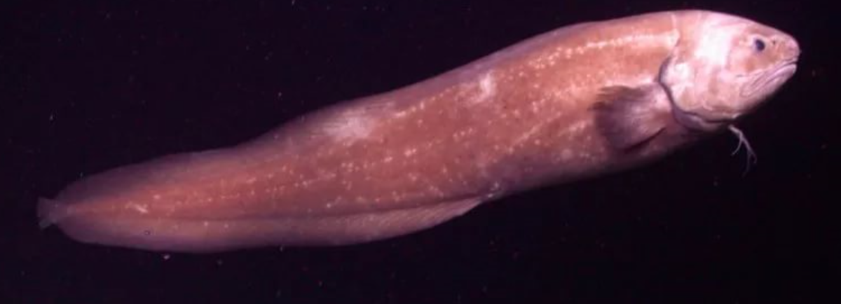 Рыба макрурус костлявая или нет - интересные факты и характеристики