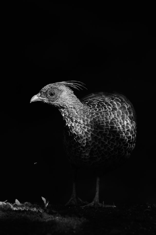 Фазан NIKON D750 @ 500мм, ISO 2000, 1/2000, f / 5,6