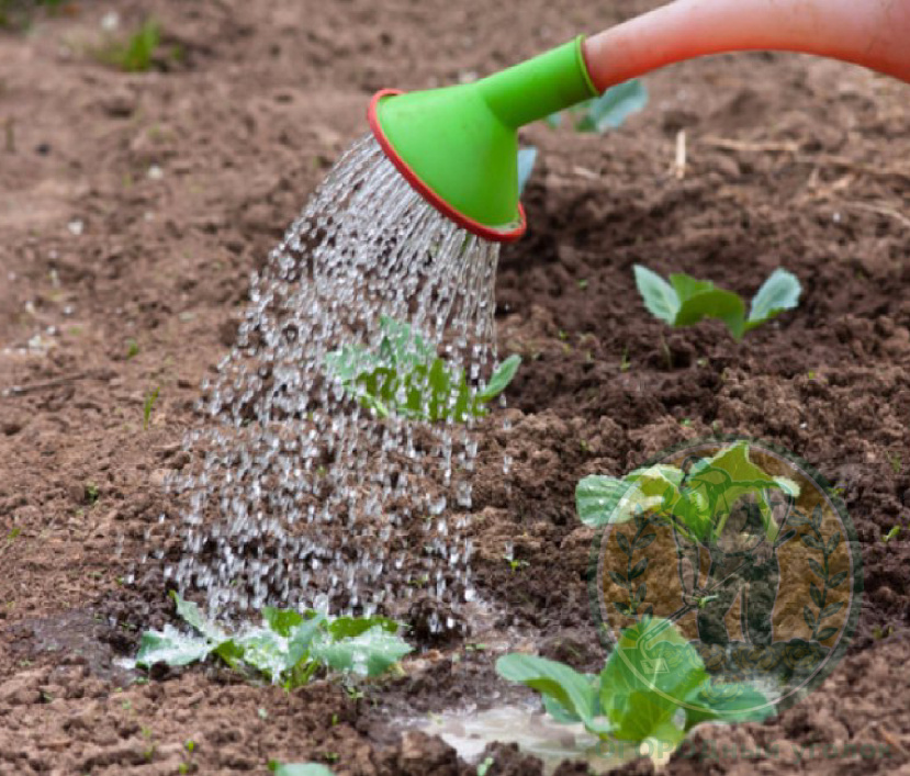 Подписывайтесь на канал и мы поможем вам приумножить ваш урожай!)