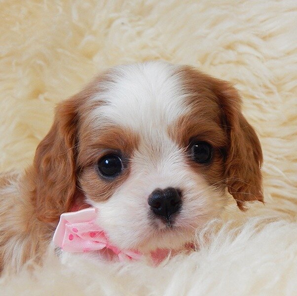 Щенок Кавалер Кинг Чарльз Спаниеля 1,5 месяцев.