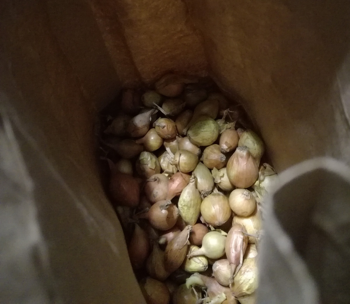 Посадочный материал в бумажном пакете