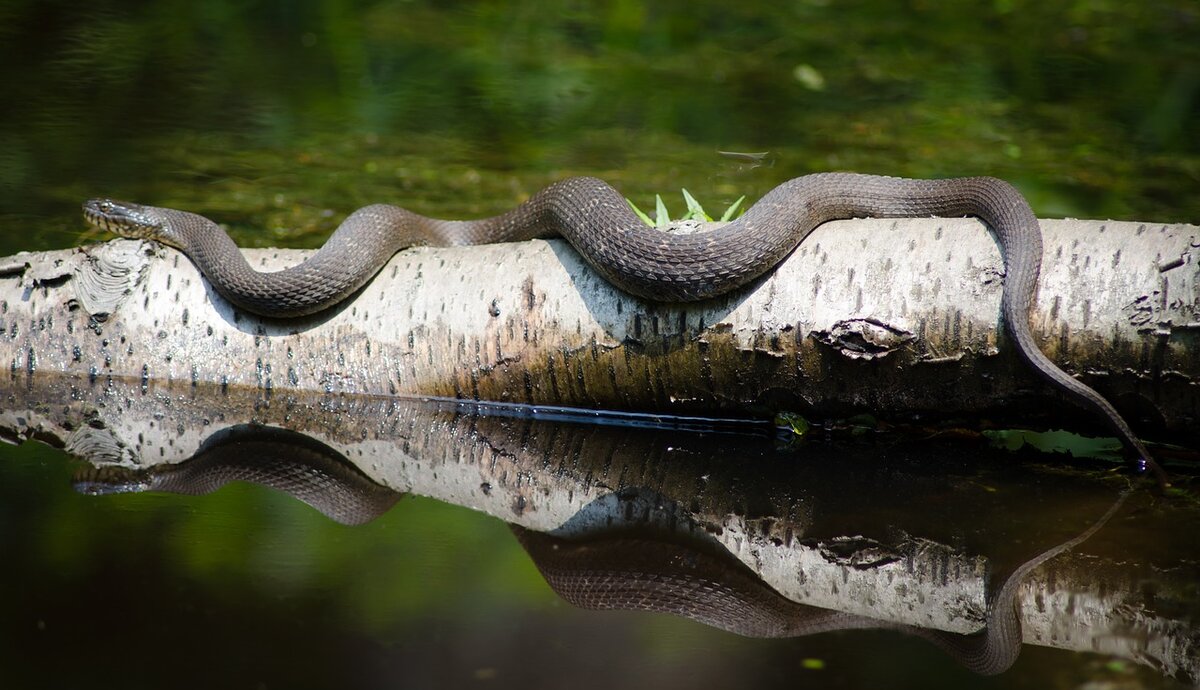 Водяные болотные змеи
