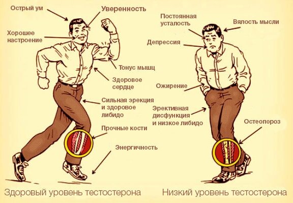 Почему тестостерон так важен для мужчин, и как его повысить