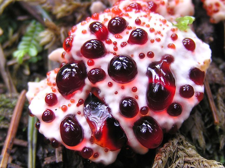 Hydnellum peckii. Фото Яндекс. Картинки.