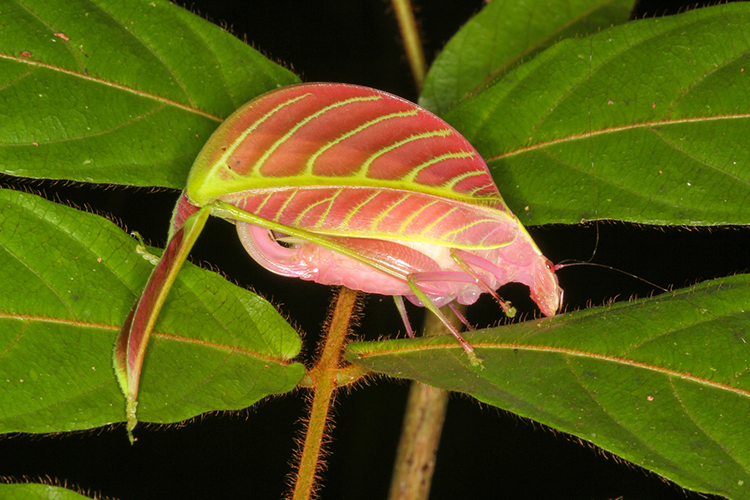 80 уровень маскировки.