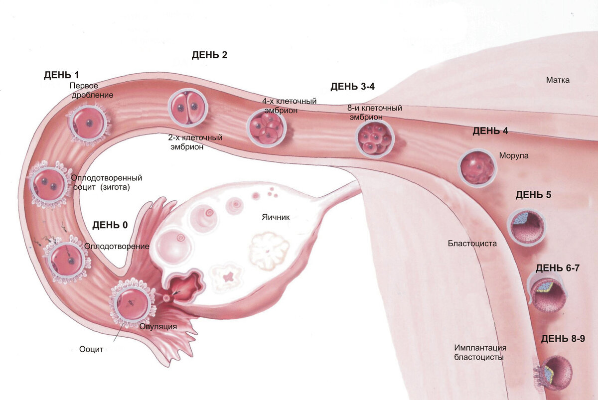 когда сперма попадает в матку фото 53