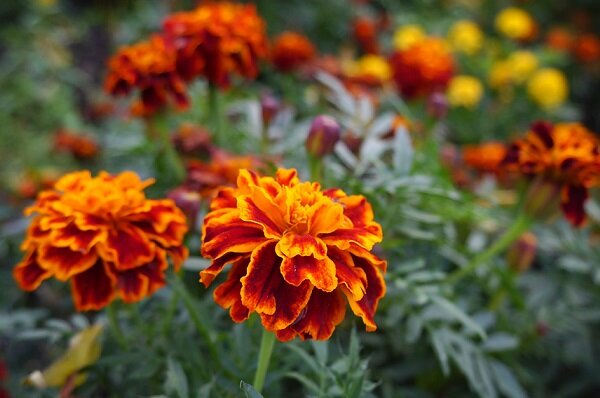 Используется фотография из открытого источника интернета