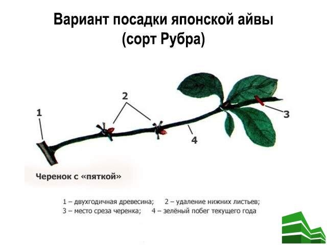 Гранатовое дерево – обильный урожай вкусных плодов в домашних условиях