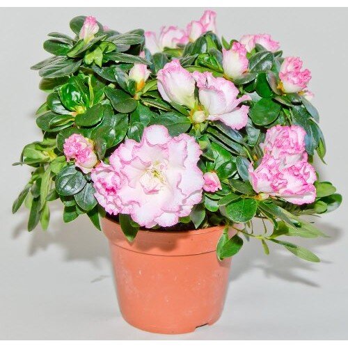 Фото из яндекс. картинки