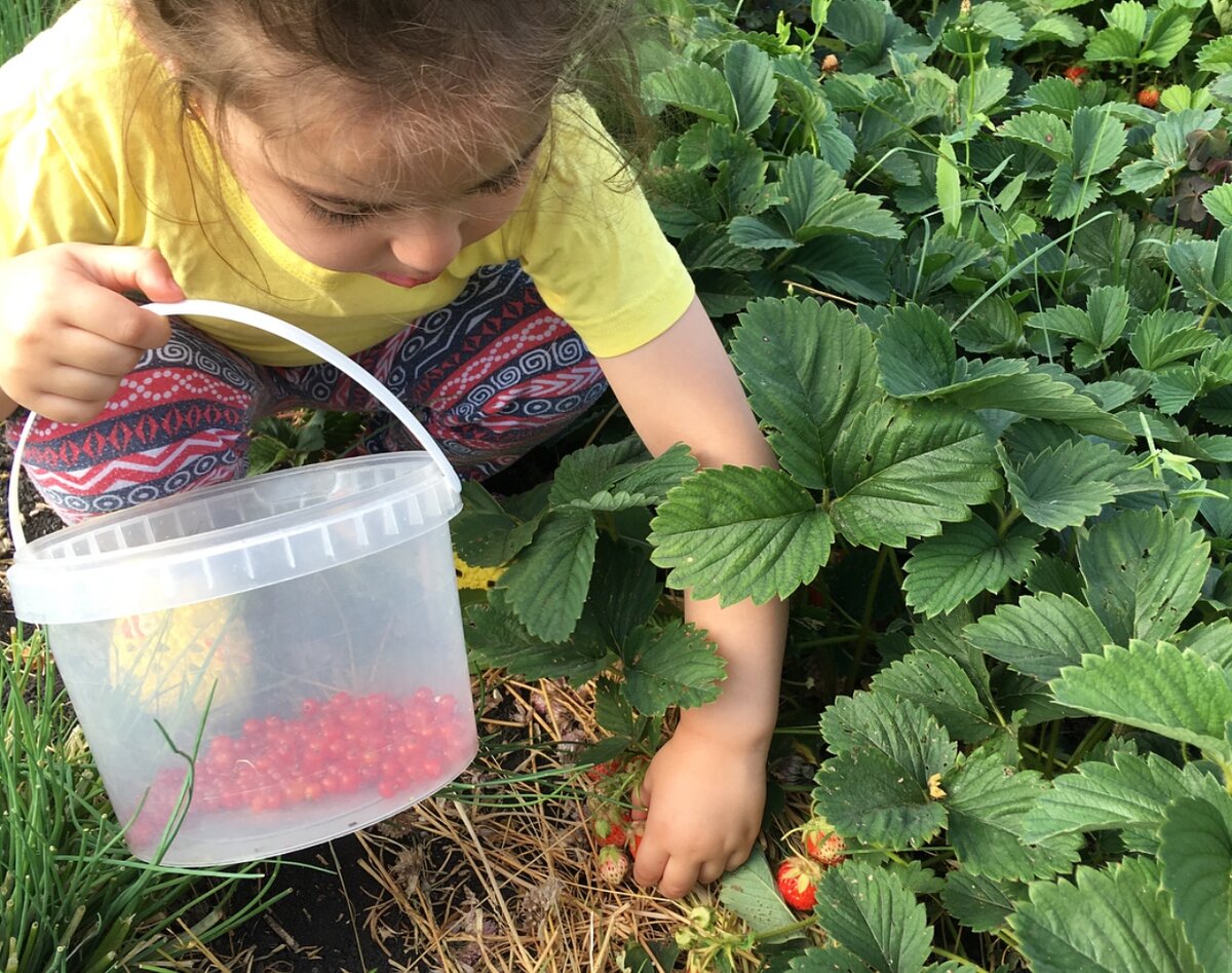 Землянику сфотографировать не смогла, но с клубникой доча тоже помогла)