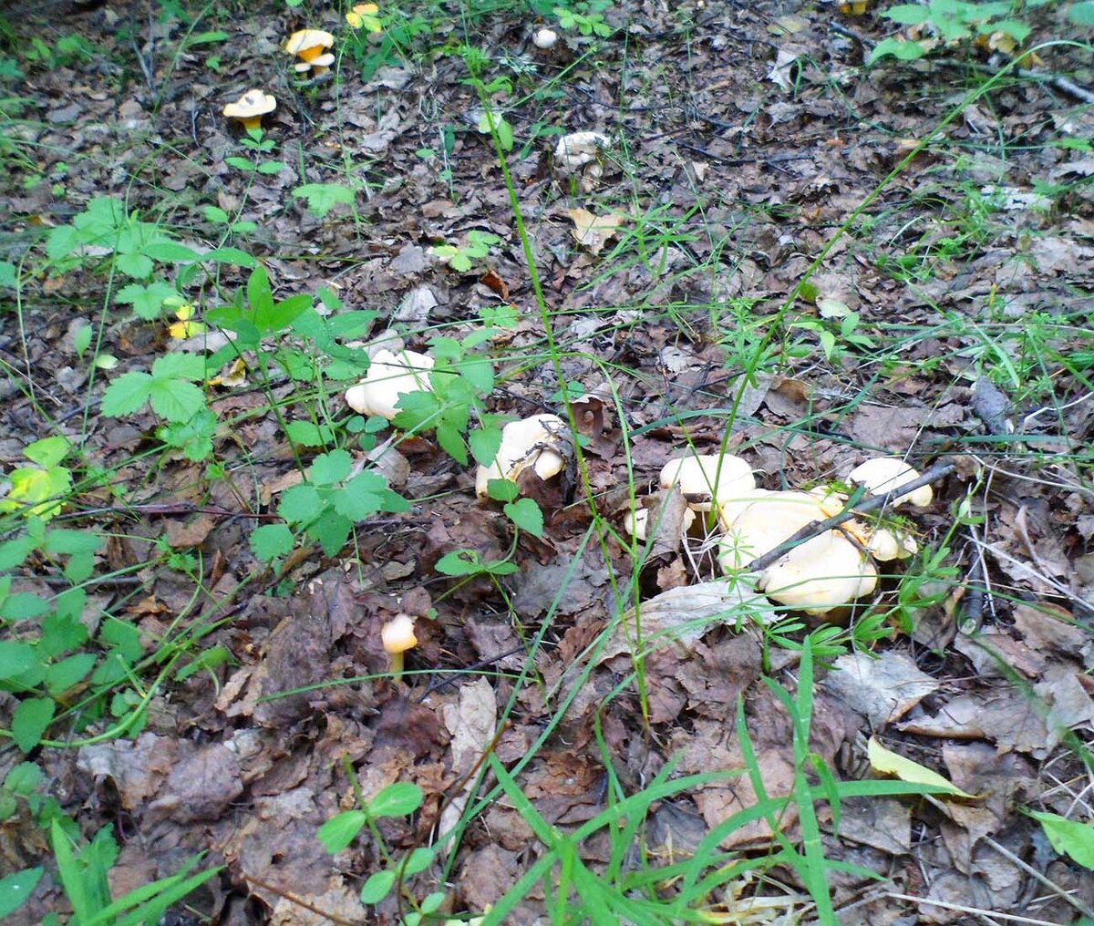 Вот они, всходят.