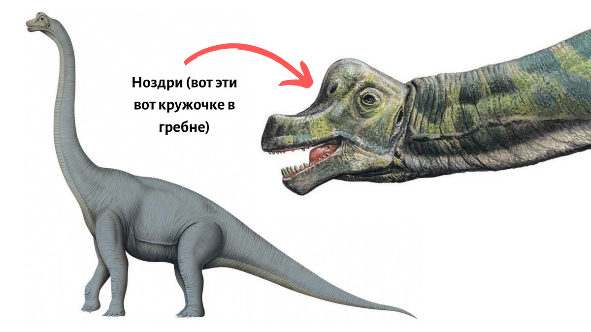 Череп диплодока. Брахиозавр строение. Динозавр с клювом. Динозавр с рогами на голове. Брахиозавр голова.