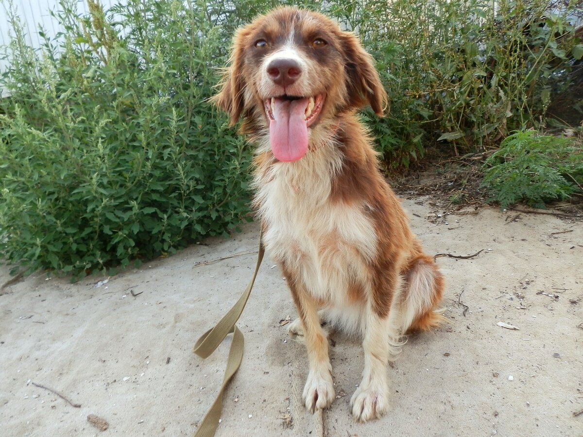 Фото: приют "DogHope"