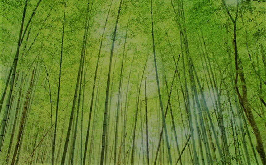 Бамбуковый лес