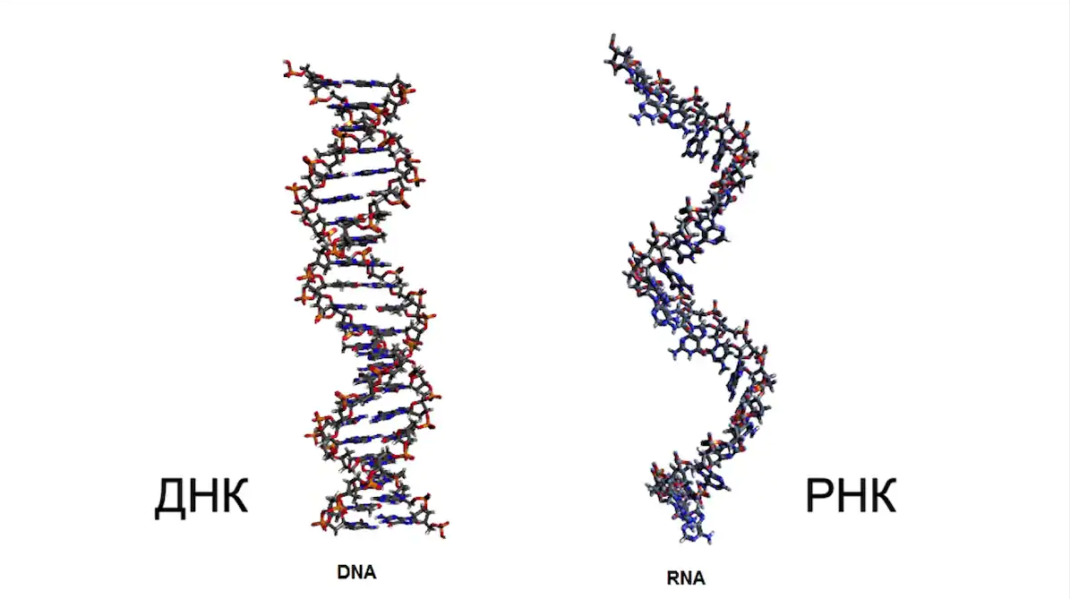 Структура молекулы днк рнк. Молекула ДНК И РНК. Как выглядит молекула РНК. Как выглядит ДНК И РНК. Строение молекулы ДНК И РНК рисунок.