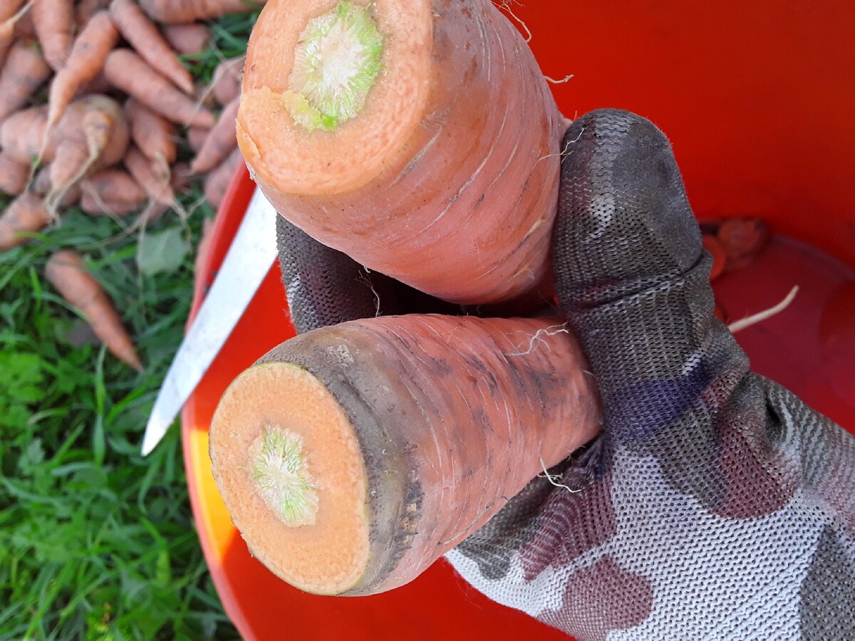 Выкопала, вымыла, высушила, обрезала годовку. 