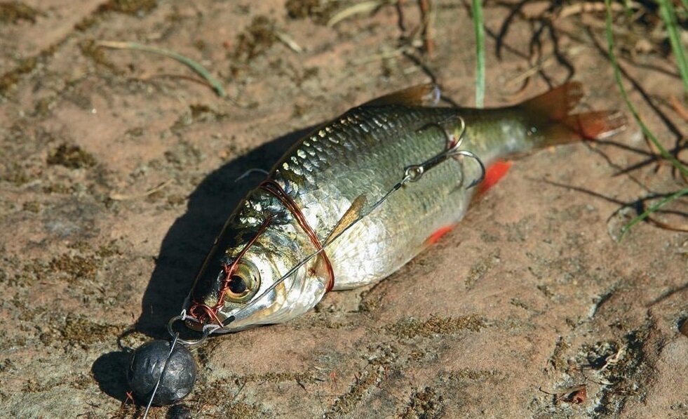 Снасточка с живцом для ловли судака