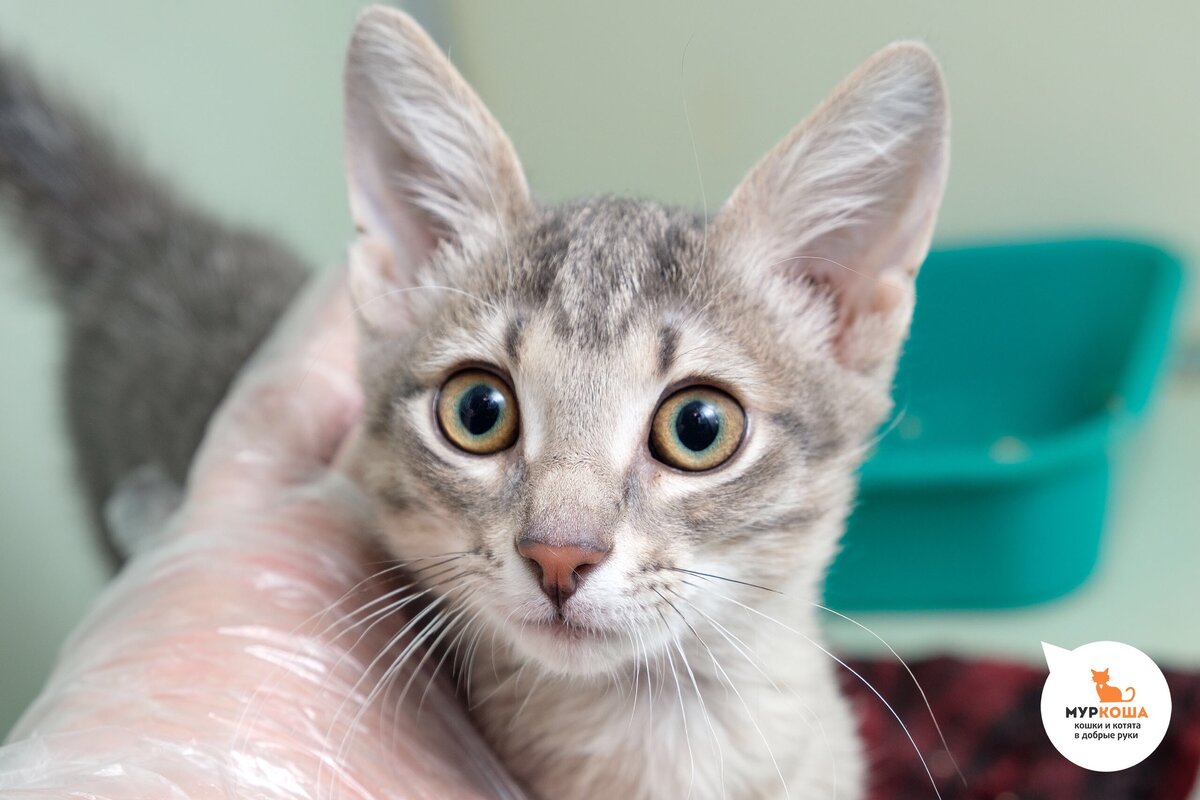 🏡🐈🐈🐈🐈Группа малышей «в полосатых купальниках» красиво плывёт в сторону  дома в прямом эфире! 😻 🎥 | Центр помощи кошкам «Муркоша» | Дзен