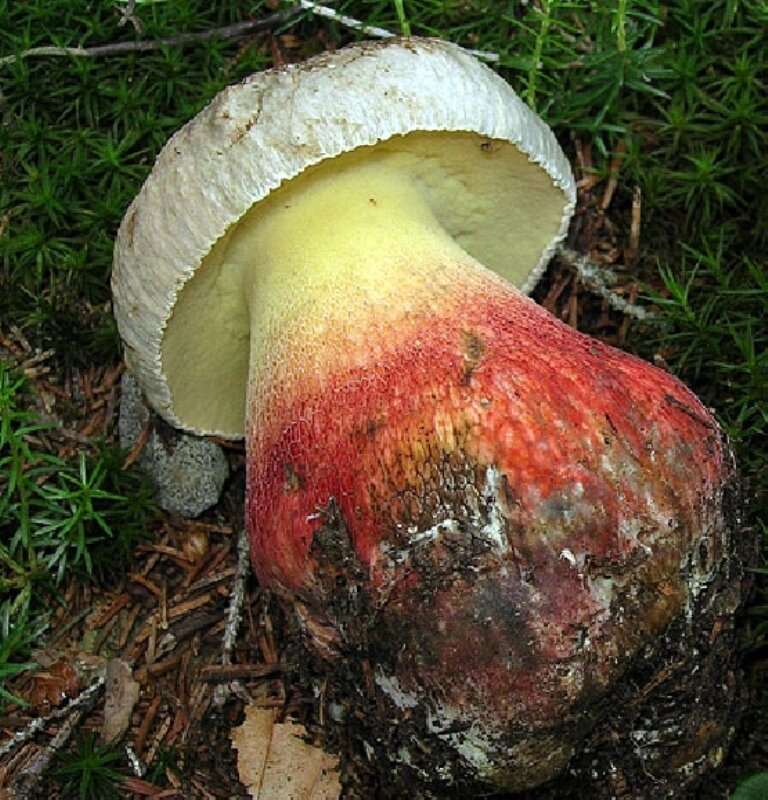 Царский белый гриб фото и описание
